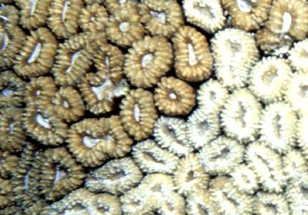  Lobophyllia corymbosa (Lobed Brain Coral, Folded Cup Coral)
